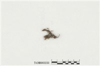 藏品(毛氏苔屬)的圖片